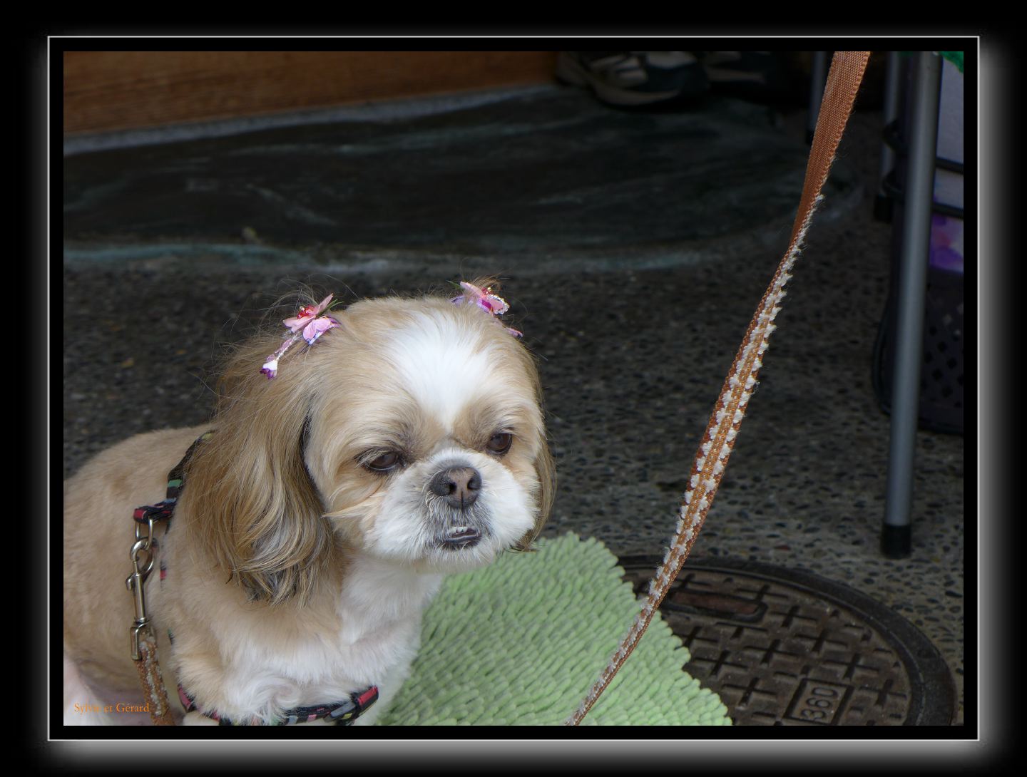 186 Kyoto Kiyomizudera 