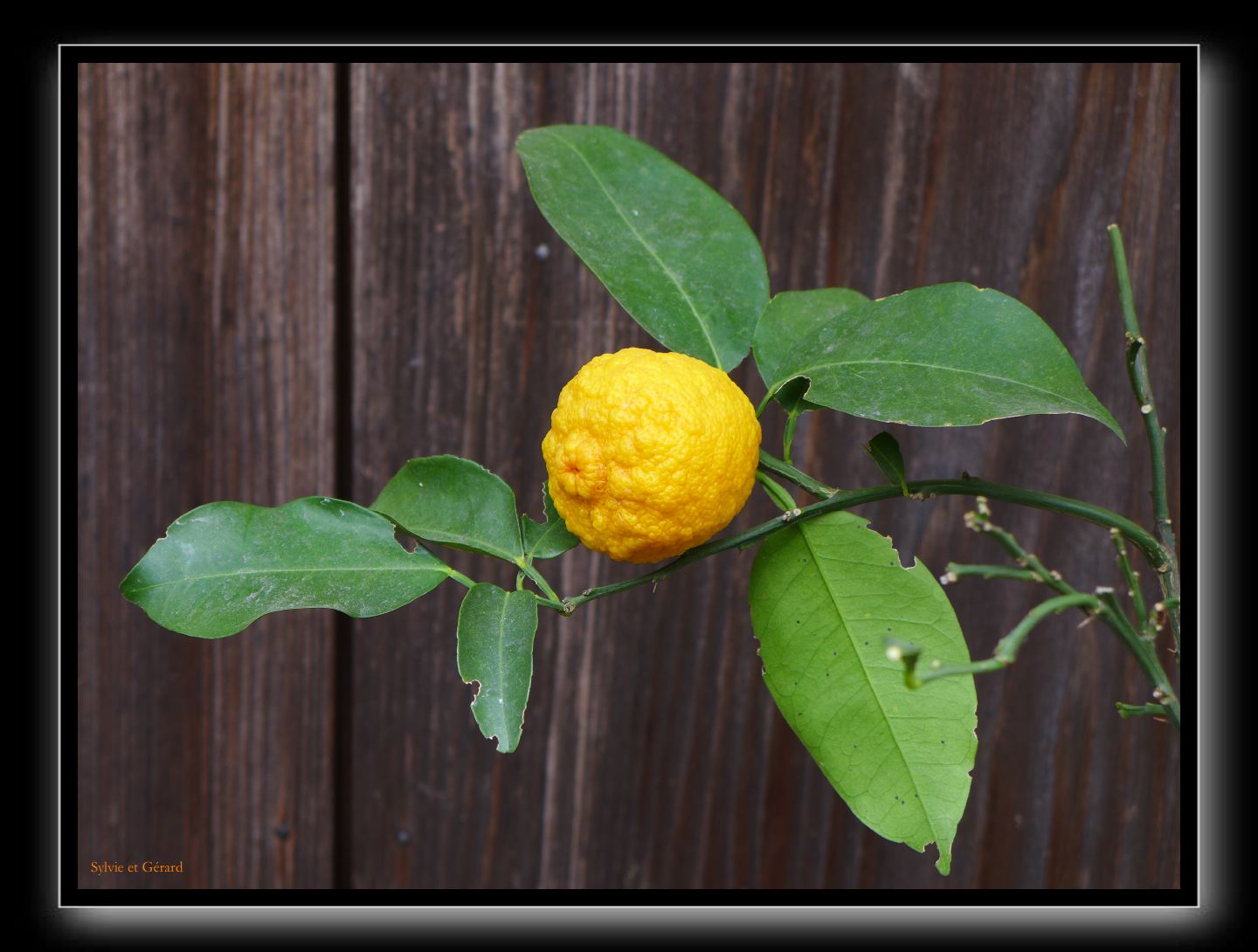 190 Kyoto Konpira Gu 