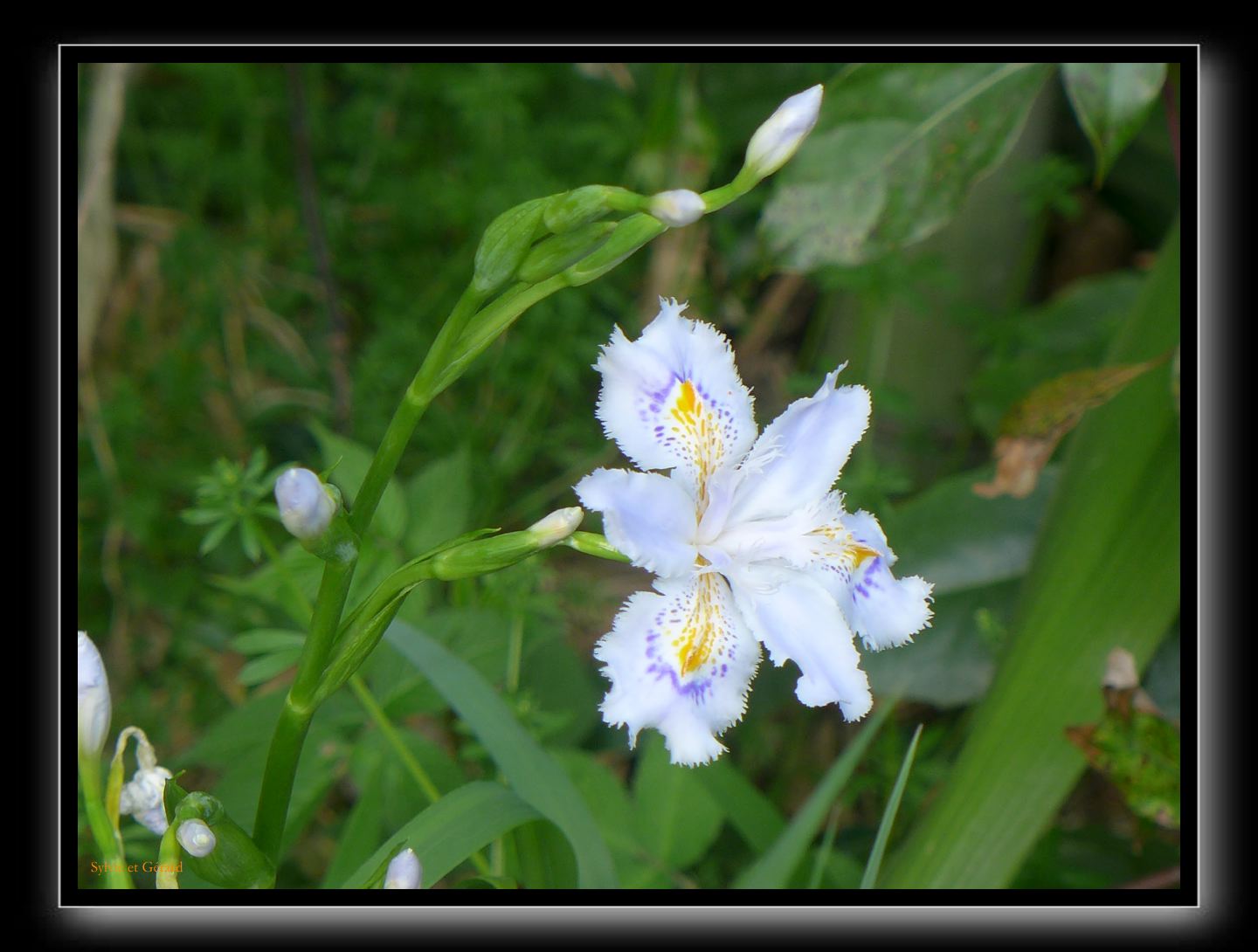 019 Kyoto Arashiyama Daikaku-ji  iris