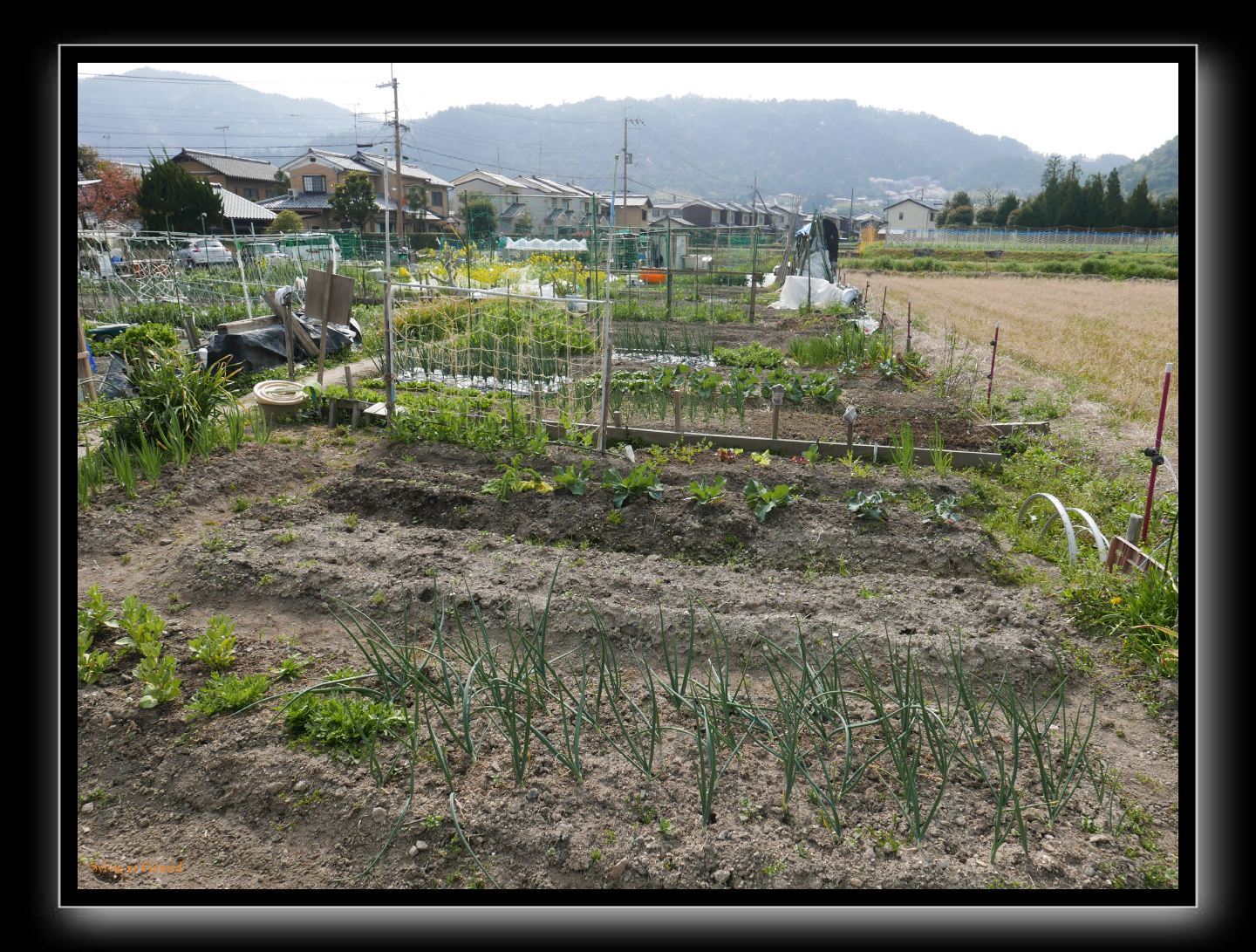 020 Kyoto Arashiyama Daikaku-ji  le quartier alentour