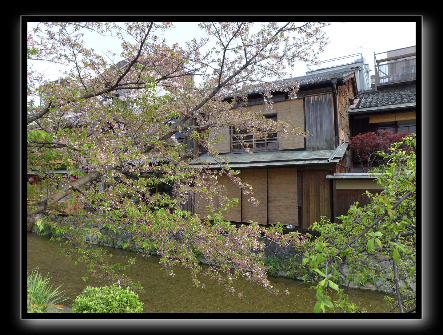 237 Kyoto Shrirakawa Minami Dori 