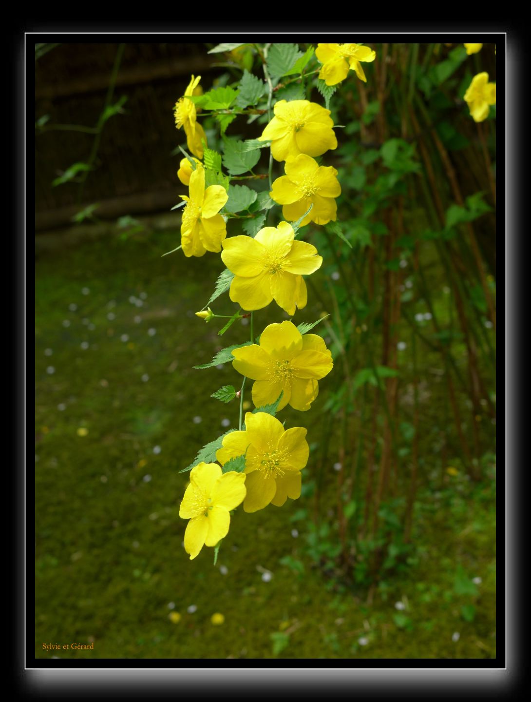 023 Kyoto Arashiyama Gio-ji 