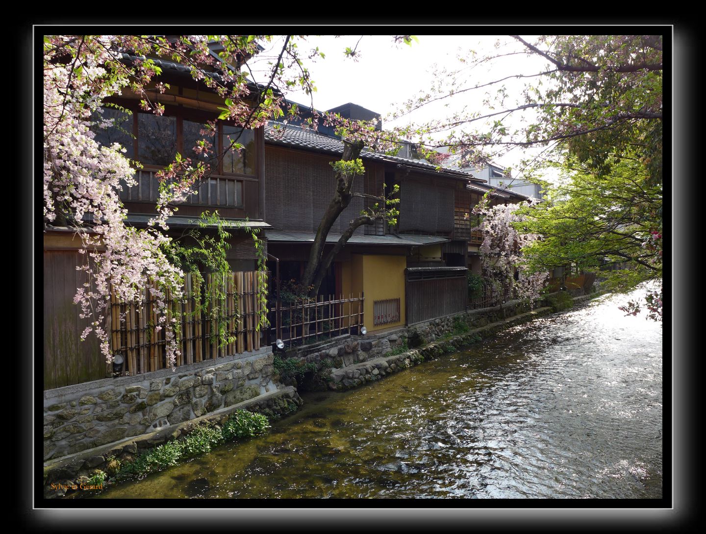 240 Kyoto Shrirakawa Minami Dori 