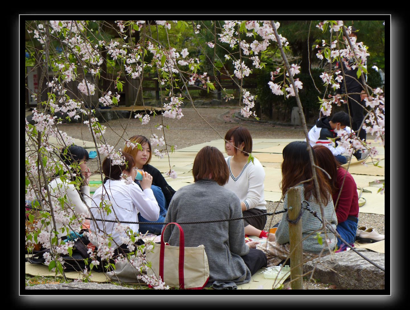 256 Kyoto Yasaka Shrine 