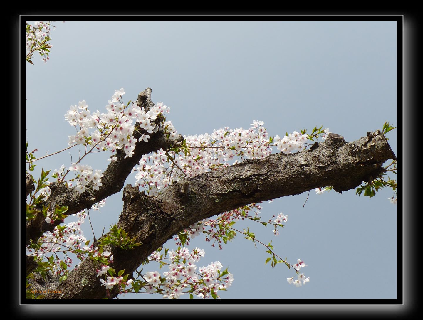 028 Kyoto Arashiyama Gio-ji 