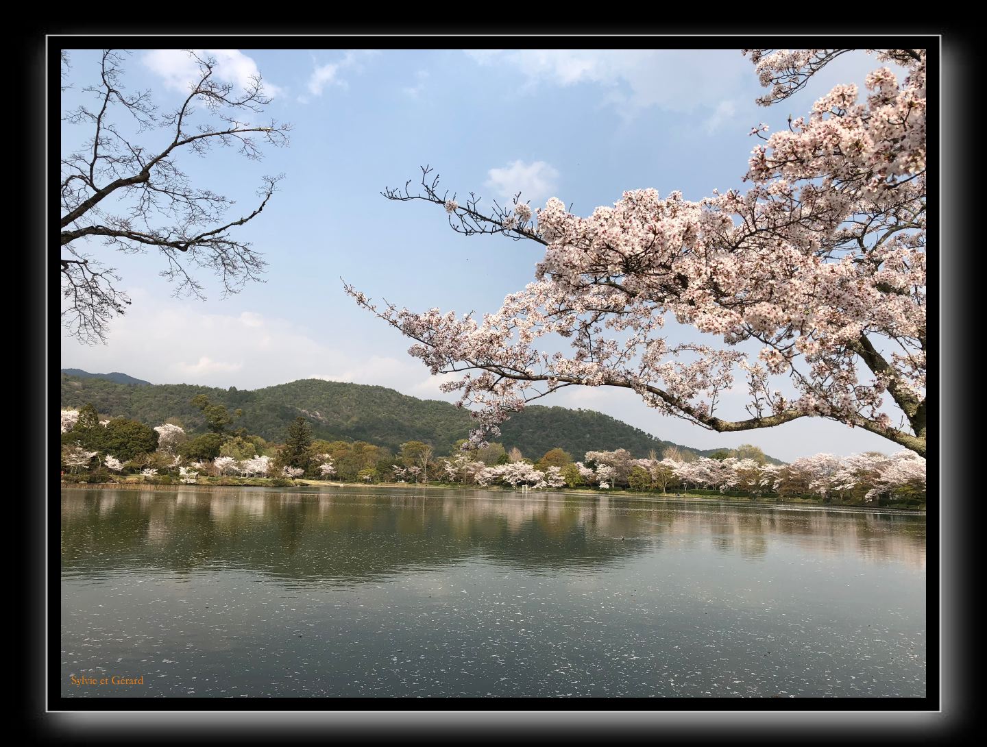 002 Kyoto Arashiyama Daikaku-ji  le parc et l'étang Osawa entouré de cerisiers