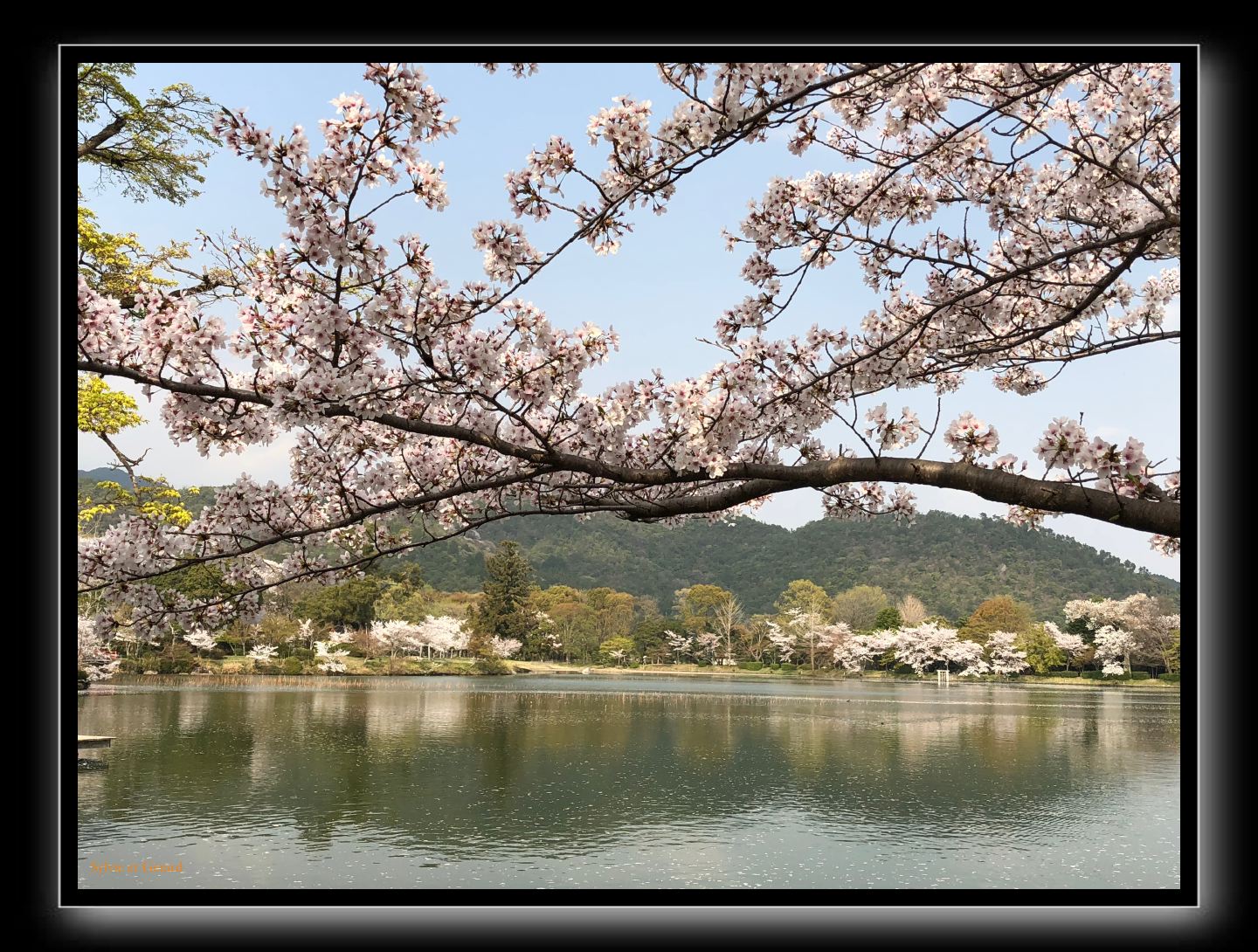 003 Kyoto Arashiyama Daikaku-ji 