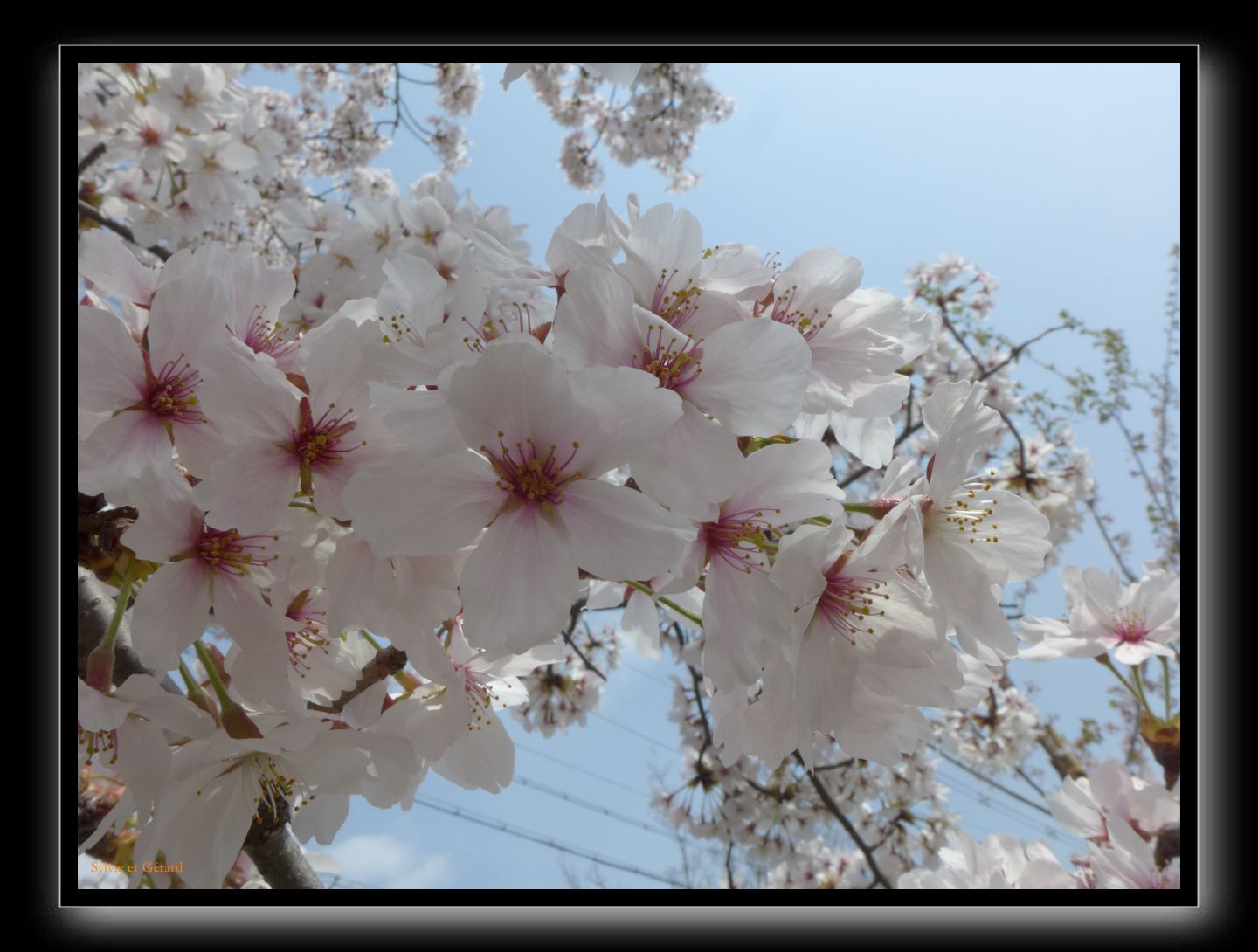 049 Kyoto chemin de la philosophie 