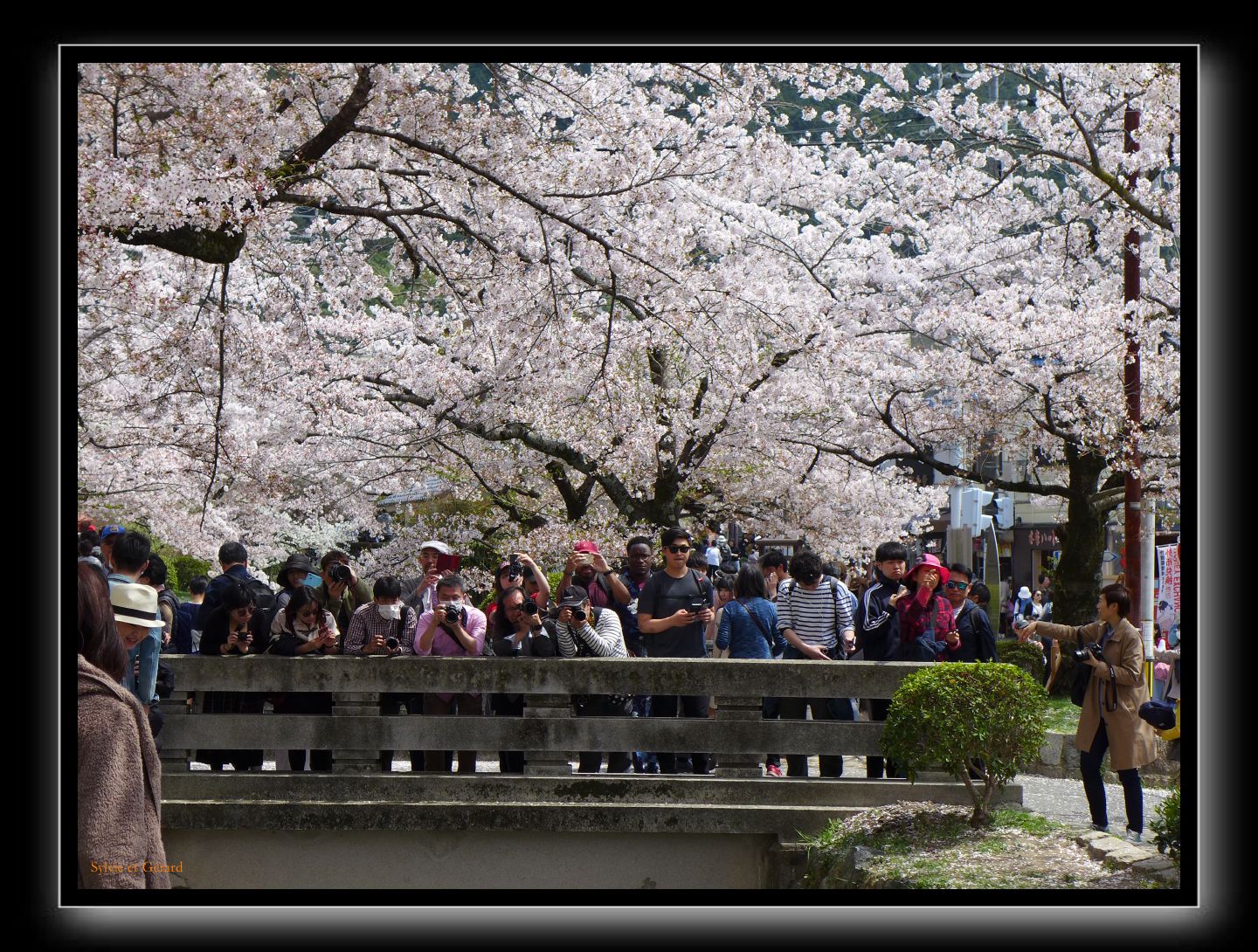 051 Kyoto chemin de la philosophie  difficile d'éviter le paparazzis