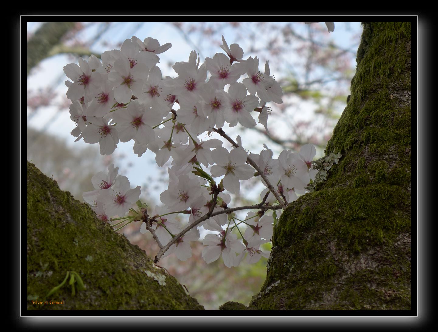 053 Kyoto chemin de la philosophie 