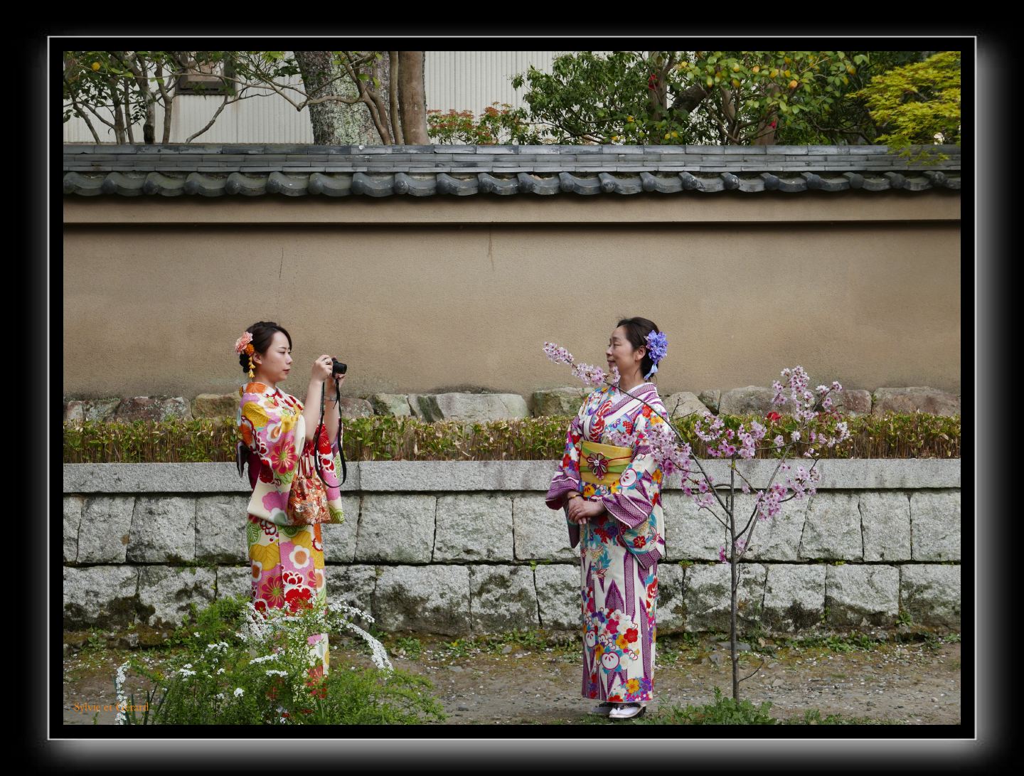 057 Kyoto chemin de la philosophie  même tout petit le cerisier a du succès