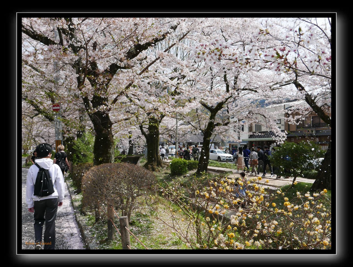 058 Kyoto chemin de la philosophie il neige des pétales de cerisiers
