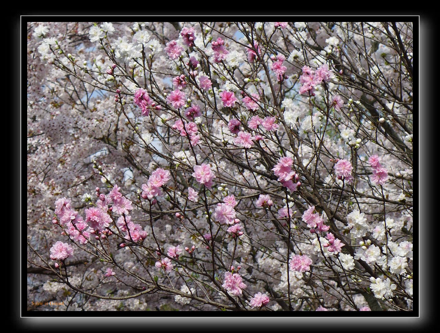 062 Kyoto chemin de la philosophie  blanc ou rose