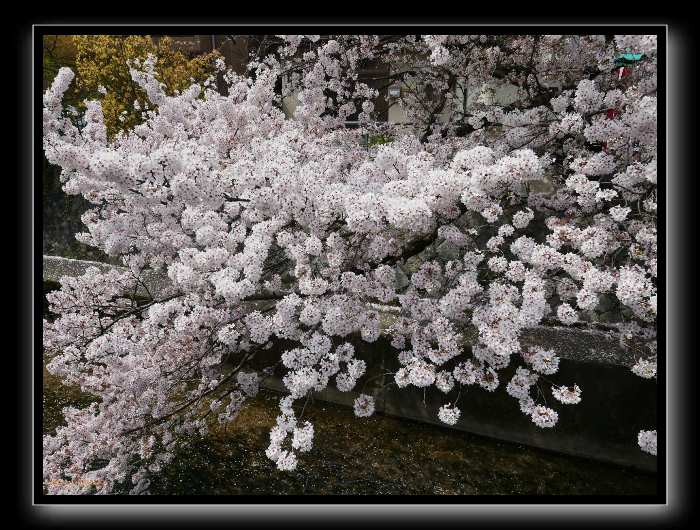 063 Kyoto chemin de la philosophie  blanc