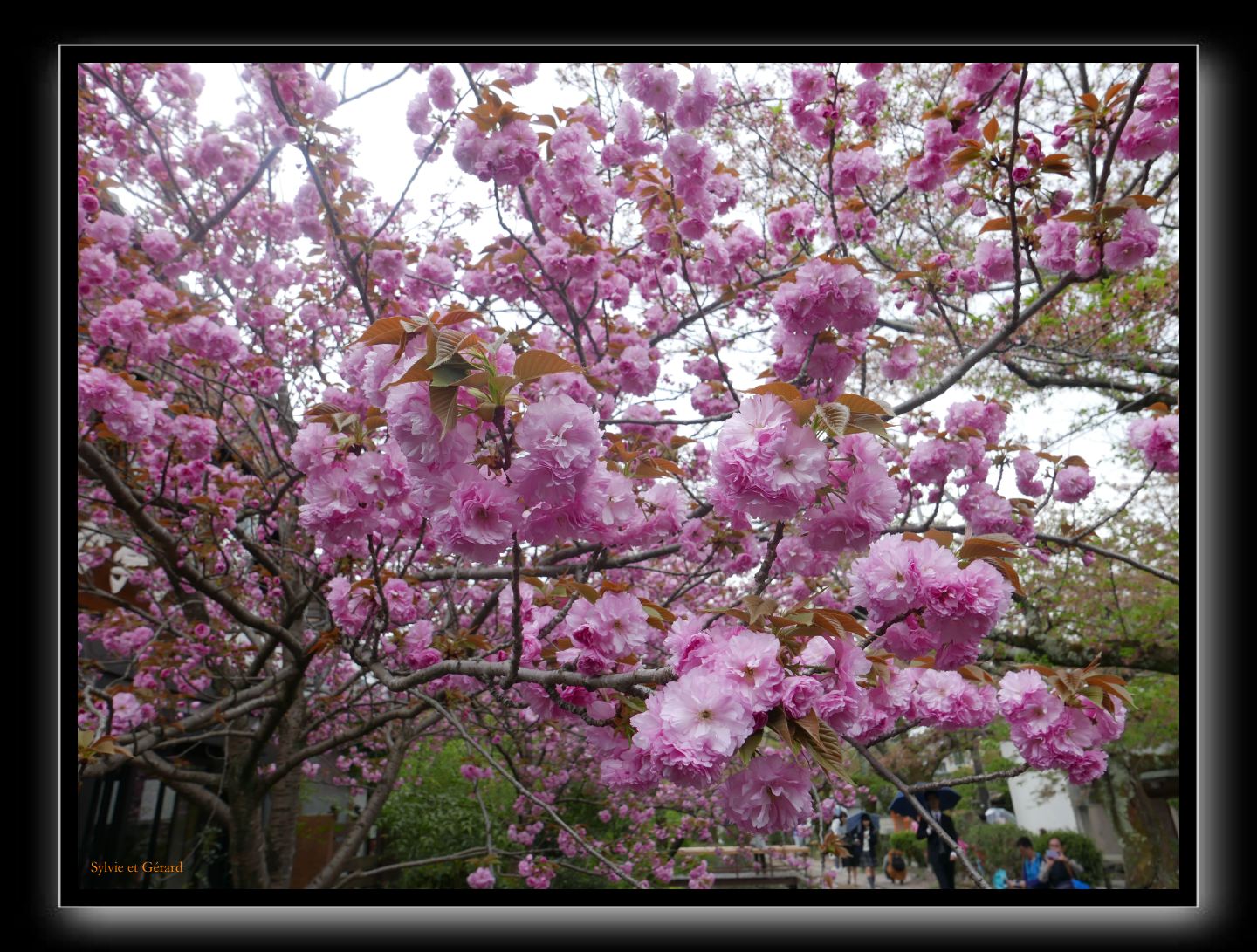 064 Kyoto chemin de la philosophie  rose