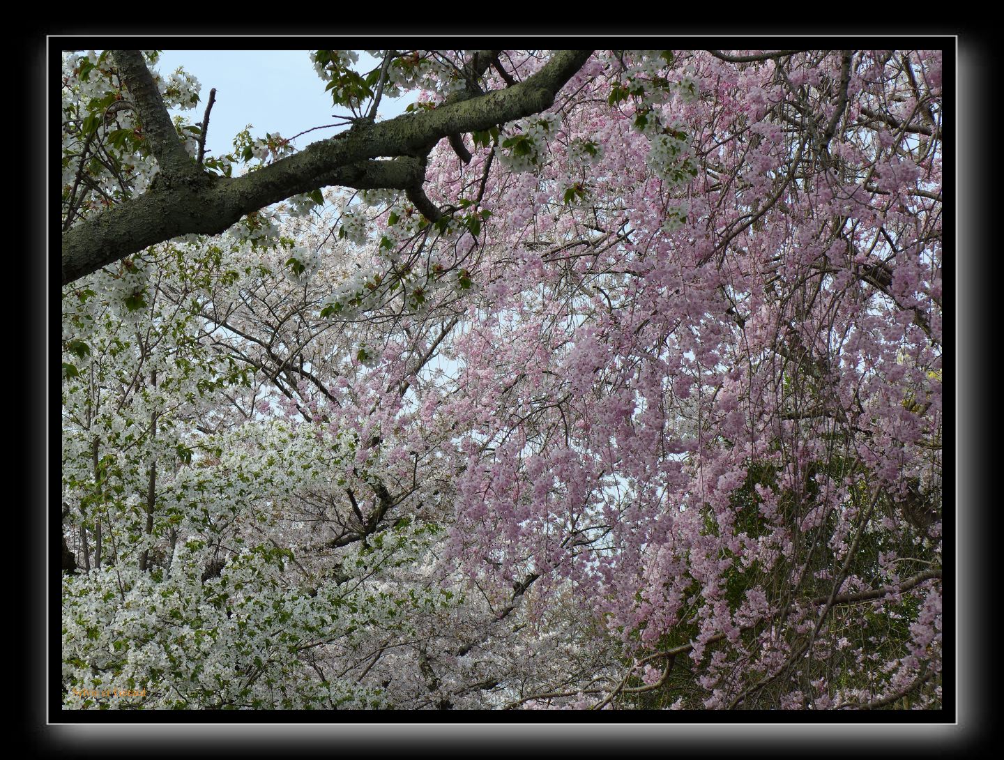 067 Kyoto chemin de la philosophie 