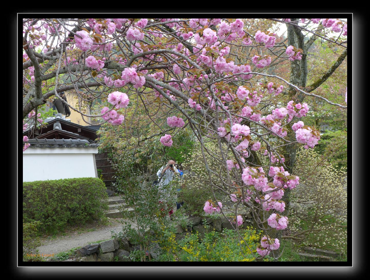 071 Kyoto chemin de la philosophie 
