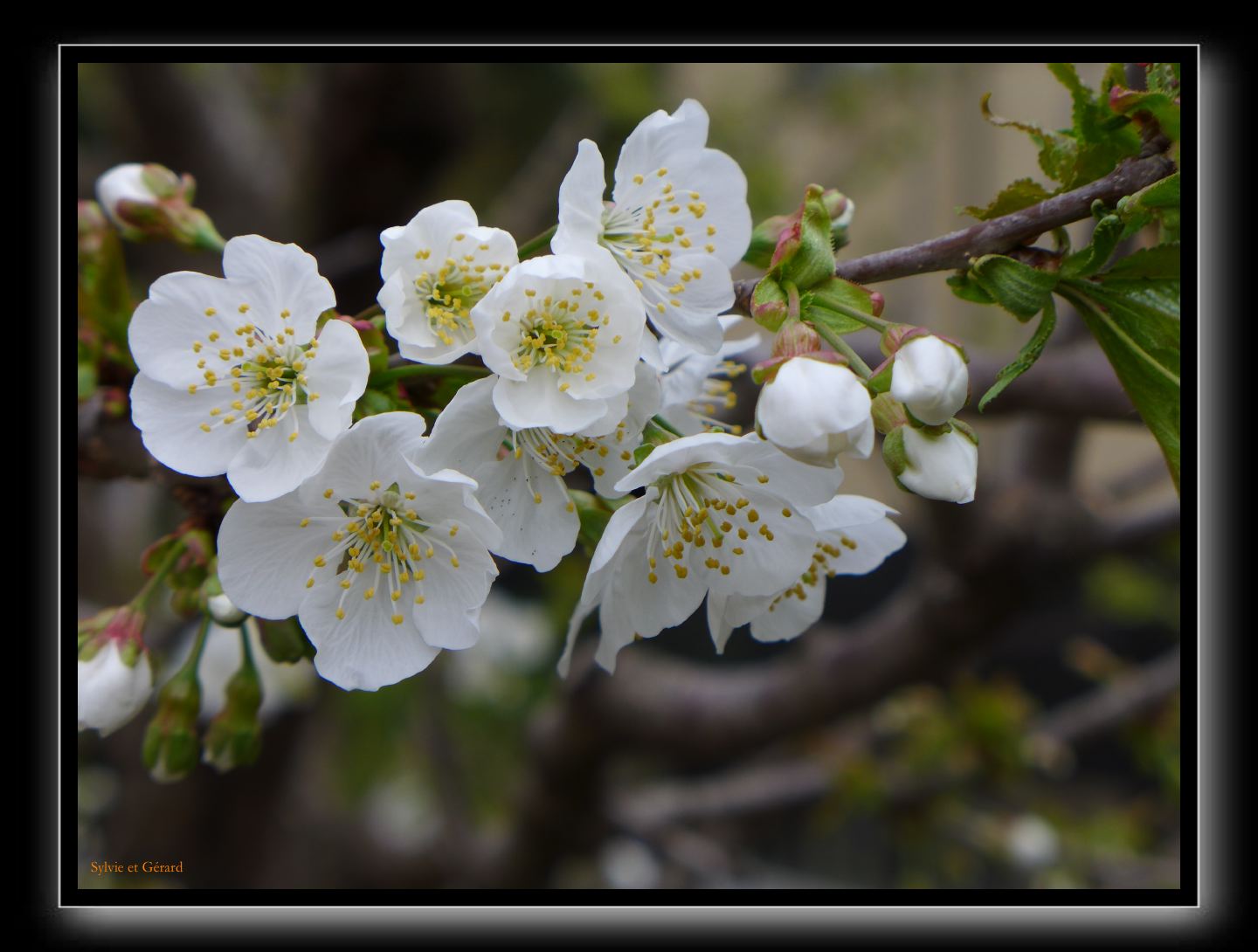 075 Kyoto chemin de la philosophie 