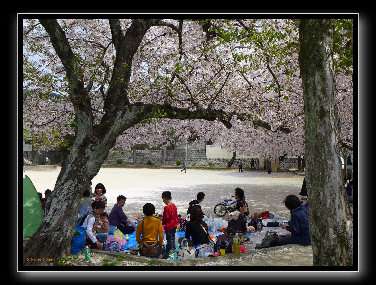 077 Kyoto chemin de la philosophie dans le quartier pique nique sous les cerisiers