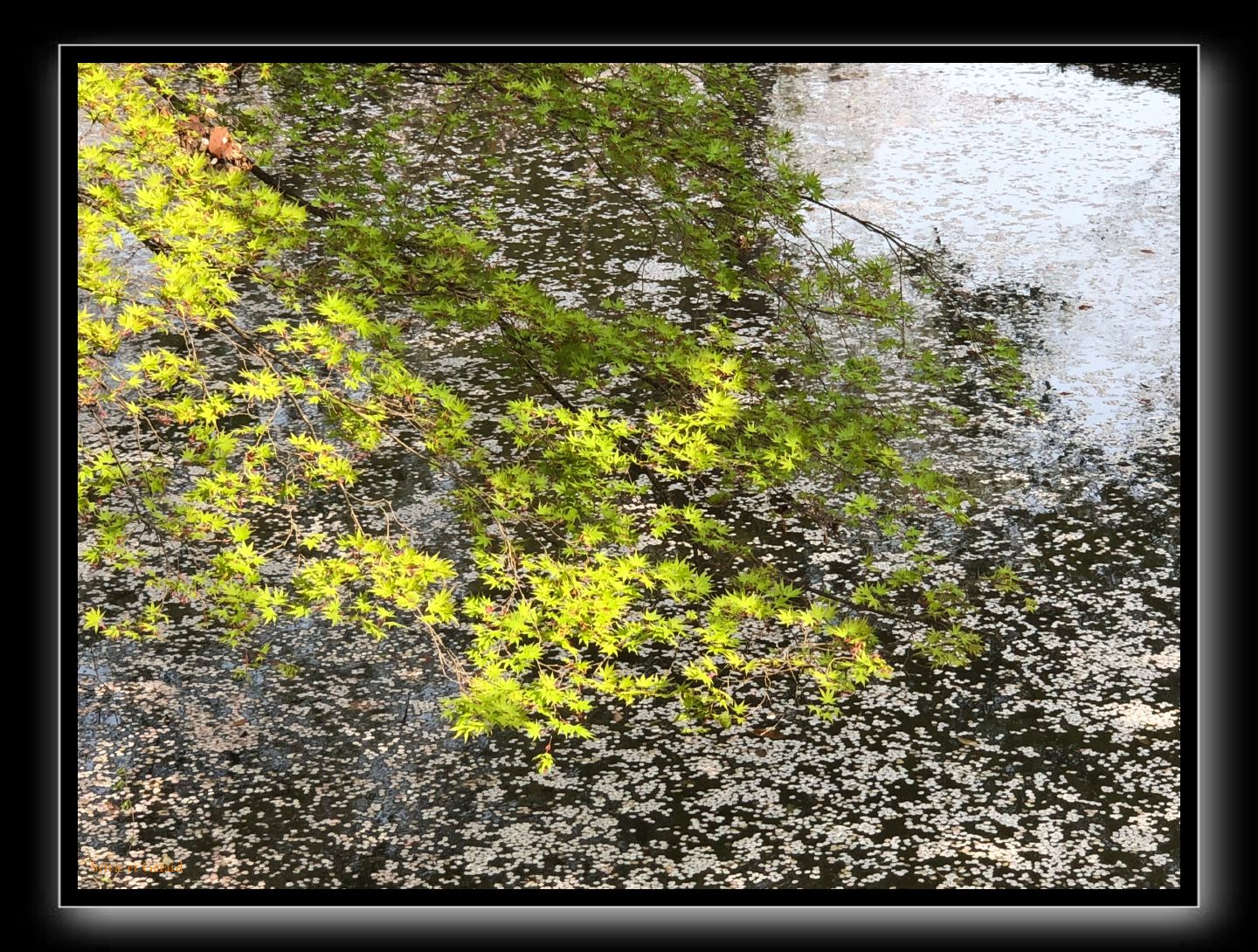 007 Kyoto Arashiyama Daikaku-ji  feuilles d'érables et pétales de cerisiers