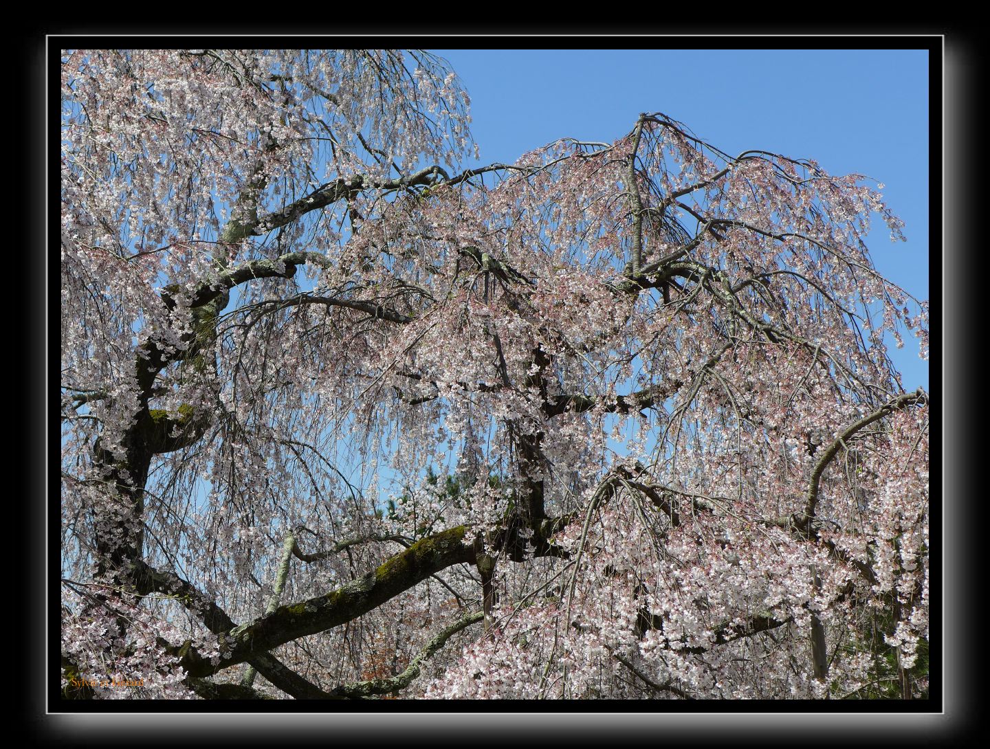 097 Kyoto Daigo-ji  cerisiers pleureurs séculaires
