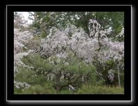 134 Kyoto Heian Jingu 