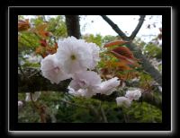 135 Kyoto Heian Jingu 