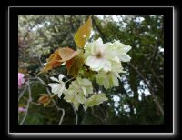 137 Kyoto Heian Jingu 