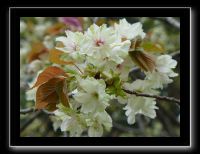 142 Kyoto Heian Jingu 