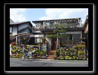 147 Kyoto Jardin Taizo-in Myoshin-ji  