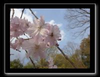 014 Kyoto Arashiyama Daikaku-ji