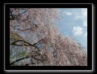 154 Kyoto Jardin Taizo-in Myoshin-ji 