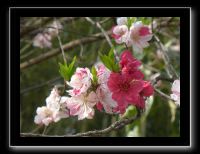 015 Kyoto Arashiyama Daikaku-ji cerisier blanc et rose
