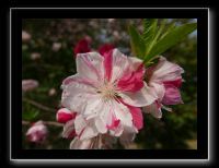 017 Kyoto Arashiyama Daikaku-ji