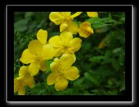 179 Kyoto Kiyomizudera