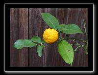 190 Kyoto Konpira Gu 