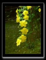 023 Kyoto Arashiyama Gio-ji