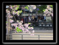 241 Kyoto Shrirakawa Minami Dori 