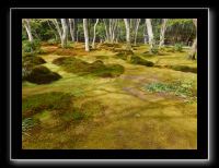 024 Kyoto Arashiyama Gio-ji 