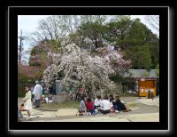 255 Kyoto Yasaka Shrine 