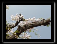 028 Kyoto Arashiyama Gio-ji 