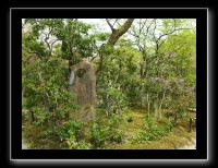 032 Kyoto Arashiyama Jojakko-ji 