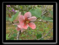 033 Kyoto Arashiyama Jojakko-ji 