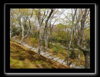 035 Kyoto Arashiyama Jojakko-ji 