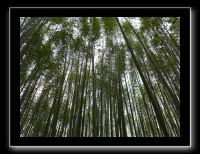 042 Kyoto Arashiyama le forêt de bambous