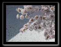 048 Kyoto chemin de la philosophie 