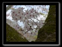 053 Kyoto chemin de la philosophie 
