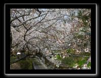 056 Kyoto chemin de la philosophie  