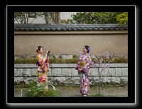 057 Kyoto chemin de la philosophie  même tout petit le cerisier a du succès