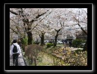 058 Kyoto chemin de la philosophie il neige des pétales de cerisiers
